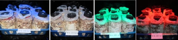 (왼쪽부터) 청색, 백색, 녹색, 적색 LED로 재배중인 표고버섯 (사진제공=농촌진흥청)