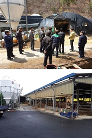 경북도 공무원들이 무허가축사에 대한 점검을 하고 있다. (사진 위 개선 전, 아래 개선 후)
