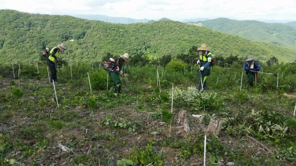 정읍국유림관리소 직원들이 숲을 가꾸고 있다. (사진제공=정읍국유림관리소)
