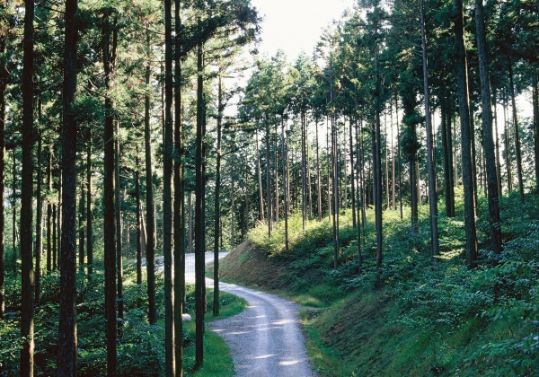 정읍국유림관리소는 28일 추석명절을 맞아 관내 137km의 산림도로를 일시적으로 개방한다고 밝혔다. (사진제공=정읍국유림관리소)