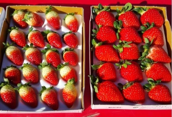 (왼쪽부터) 여름 딸기 ‘무하’와 가을 딸기 ‘고슬’ (사진제공=농촌진흥청)