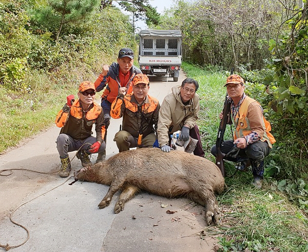 지난 18일 안면읍 중장리에서 멧돼지를 포획한 ‘멧돼지 피해방지단’ 모습/제공=태안군