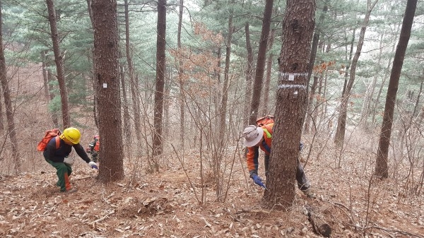 소나무재선충병 예방나무주사 방제작업 모습(사진제공=춘천국유림관리소)