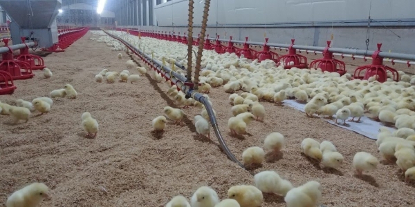 고기용 닭인 육계 (사진제공=농촌진흥청)
