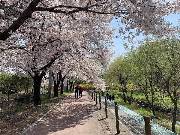 지난 4월 장수천 벚꽃