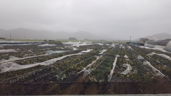 강화군은 지난해9월 태풍 ‘링링’으로 피해를 입은 포도농가의 비가림시설(비닐) 대부분이 찢겨 날아간 피해를 입었다(피해 포도농가의 모습)