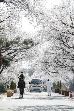 한국마사회가 ‘렛츠런파크 서울 야간 벚꽃축제’를 내년으로 미뤘다. 사진=한국마사회 제공