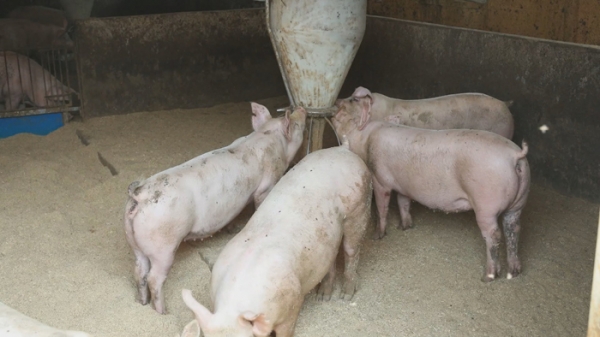 10일 농림축산식품부는 10일 독일에서 아프리카돼지열병(ASF)이 발생함에 따라 독일산 돼지고기와 돼지생산물 수입을 금지한다고 밝혔다. 사진=연합뉴스