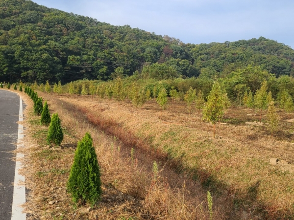 평화의 숲 조성을 위해 메타세콰이어 나무를 심은 모습. 사진=유한킴벌리 제공.