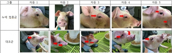 돼지 부종병 발현 감소 분석 (사진제공=농촌진흥청)
