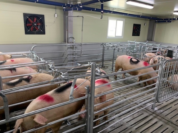 돼지가 자유롭게 드나들 수 있는 시설인 자유출입스톨 (사진제공=농촌진흥청)