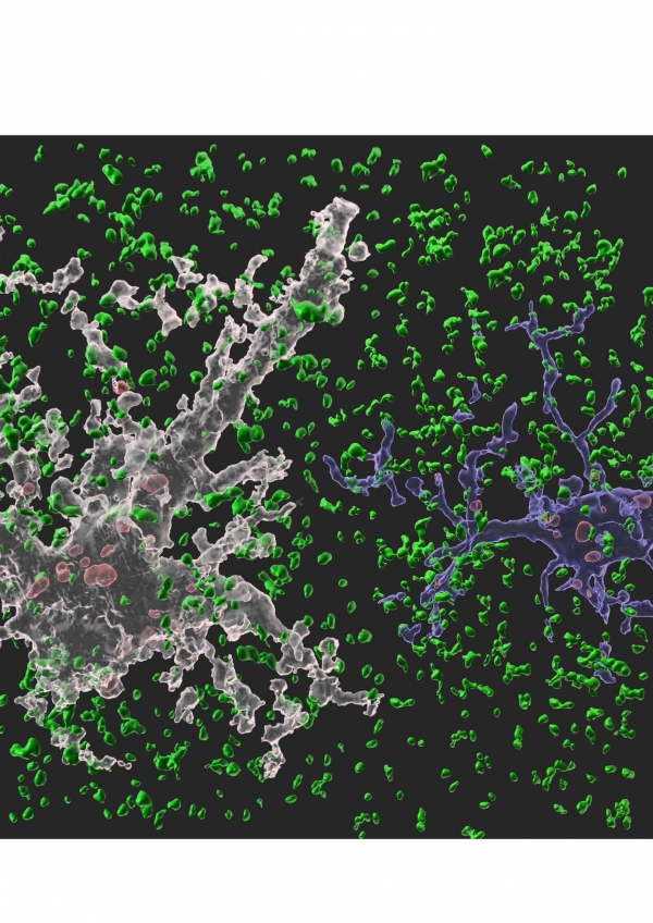 뇌에서 뉴런을 도와 뇌 항상성 유지 역할을 수행하는 세포인 별아교세포(하얀색)와 미세아교세포(파란색)가 시냅스를 제거하고 있는 모습. 사진=삼성전자 제공