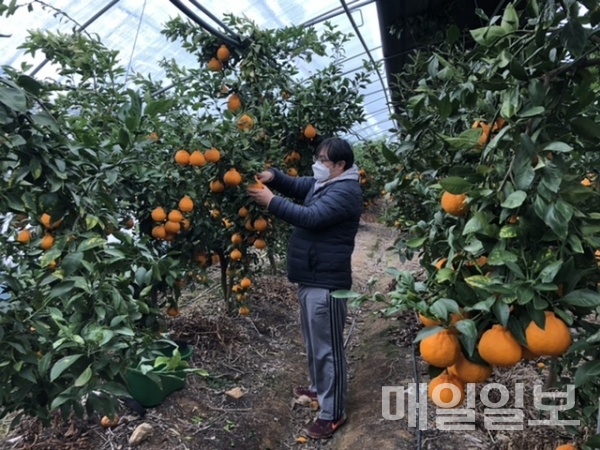 감귤류 재배 / 농업기술센터 제공