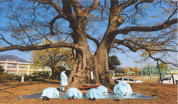 담양 대치리 느티나무 당산제(2020) 사진=문화재청 제공
