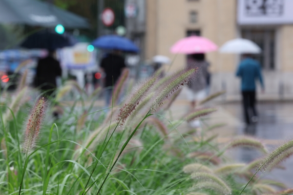 사진은 지난달 30일 서울 광화문사거리 인근에 핀 수크령 너머 우산을 쓴 시민이 발걸음을 옮기고 있는 모습. 사진=연합뉴스