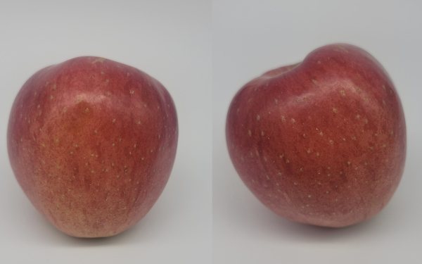 사과 ‘홍로’의 (왼쪽부터)정형과 비정형 비교 모습 (사진제공=농촌진흥청)