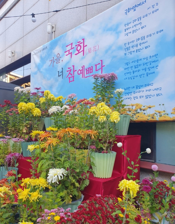 금천구 독산4동 주민센터에서 개최 중인 ‘국화꽃 전시회’ 모습. 사진=금천구 제공