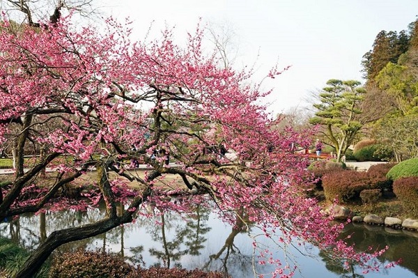 일본 도쿄 하네기 공원