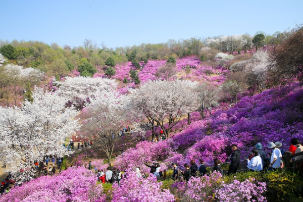 원미산 진달래동산에 만개한 봄꽃 사이로 시민들이 줄지어 거닐고 있다.