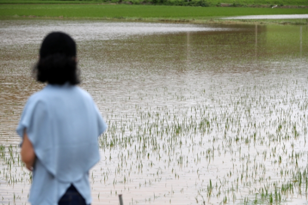 호우 특보가 발효된 17일 오후 전남 해남군 한 농경지 앞에서 마을 주민이 침수된 농경지를 바라보고 있다. 사진=연합뉴스.
